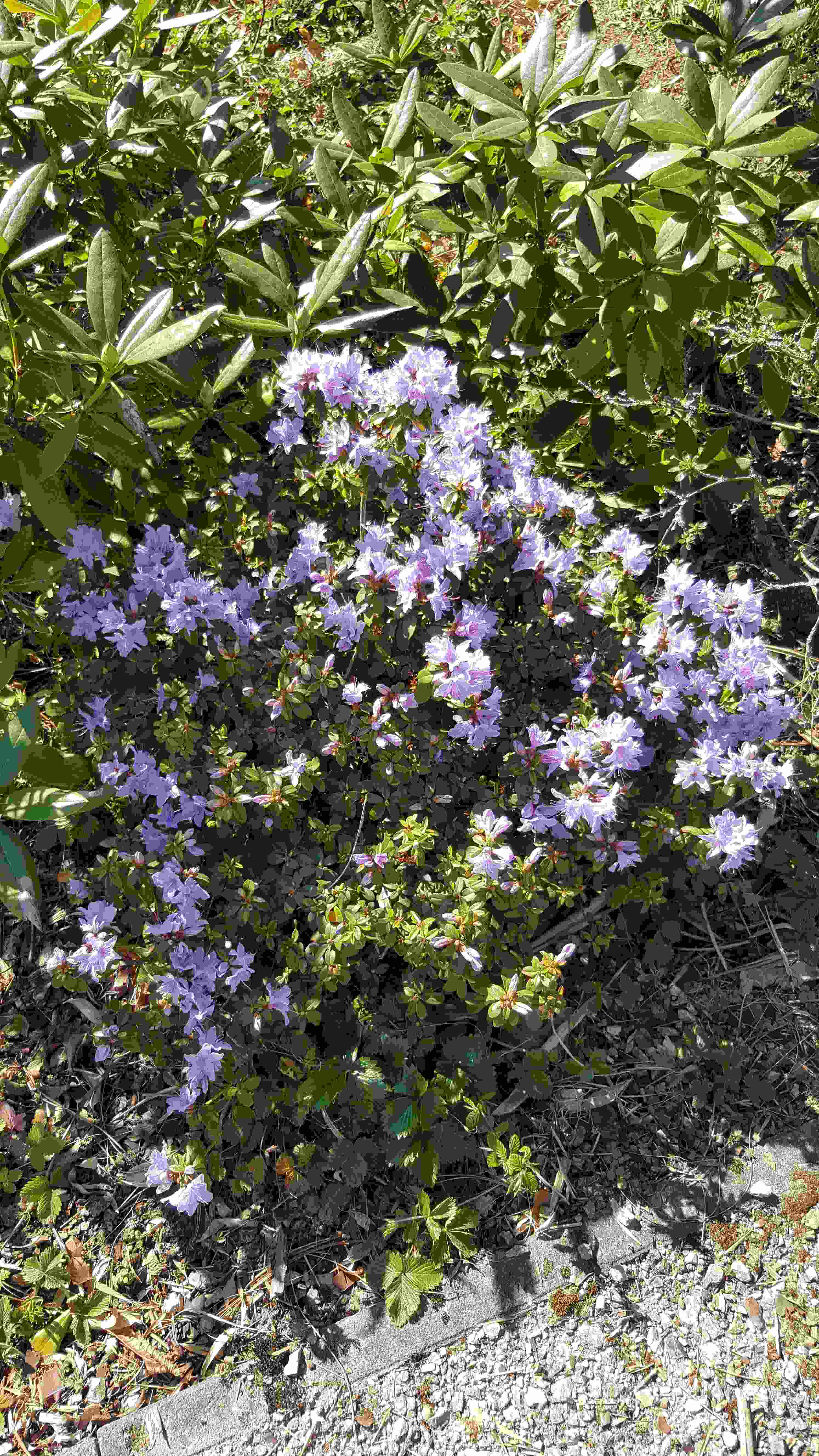 rhodo blue tit20200411_114948.jpg